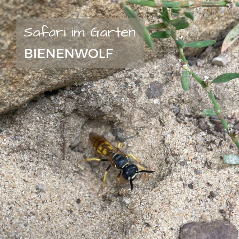 Bienenwolf_SafariImGarten_JessicaFocke1