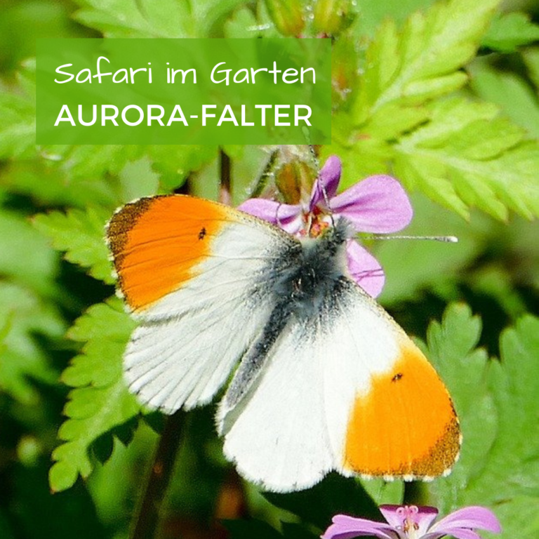 Auroroafalter2_Jessica Focke_Safari Im Garten.png