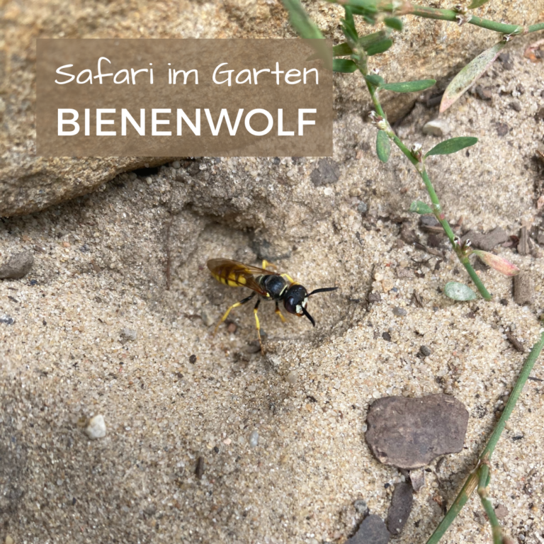 Bienenwolf1_Jessica Focke_Safari Im Garten