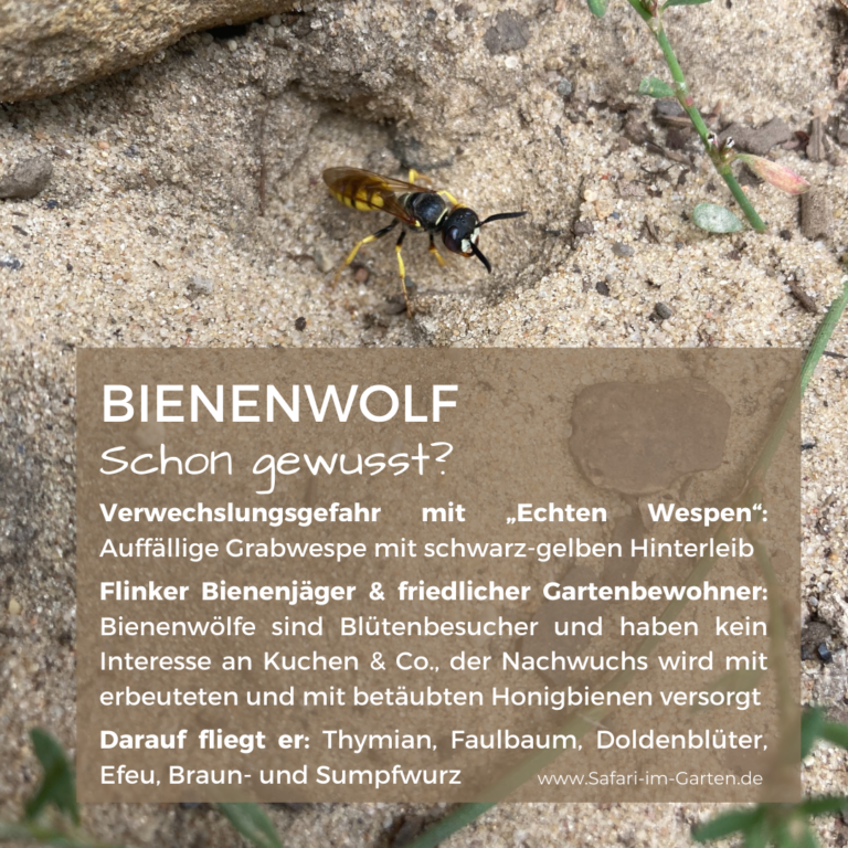 Bienenwolf2_Jessica Focke_Safari Im Garten
