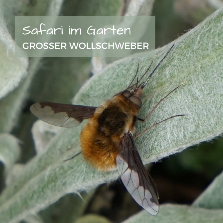 Wollschweber2_Jessica Focke_Safari Im Garten.png
